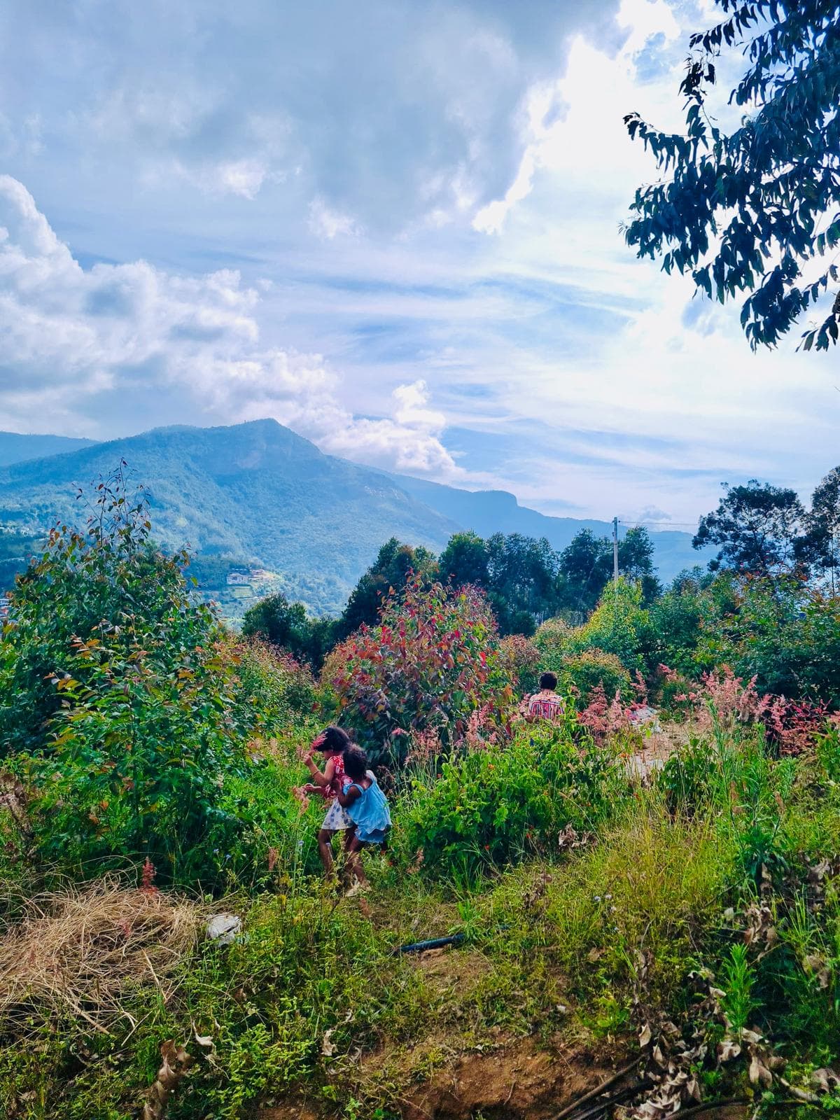 Wildflowers on a hillside, with blue mountains and clouds beyond