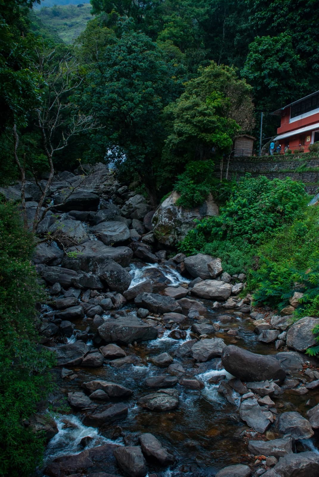 A rocky mountain stream running through dense forest